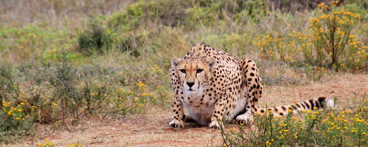 Kruger Park