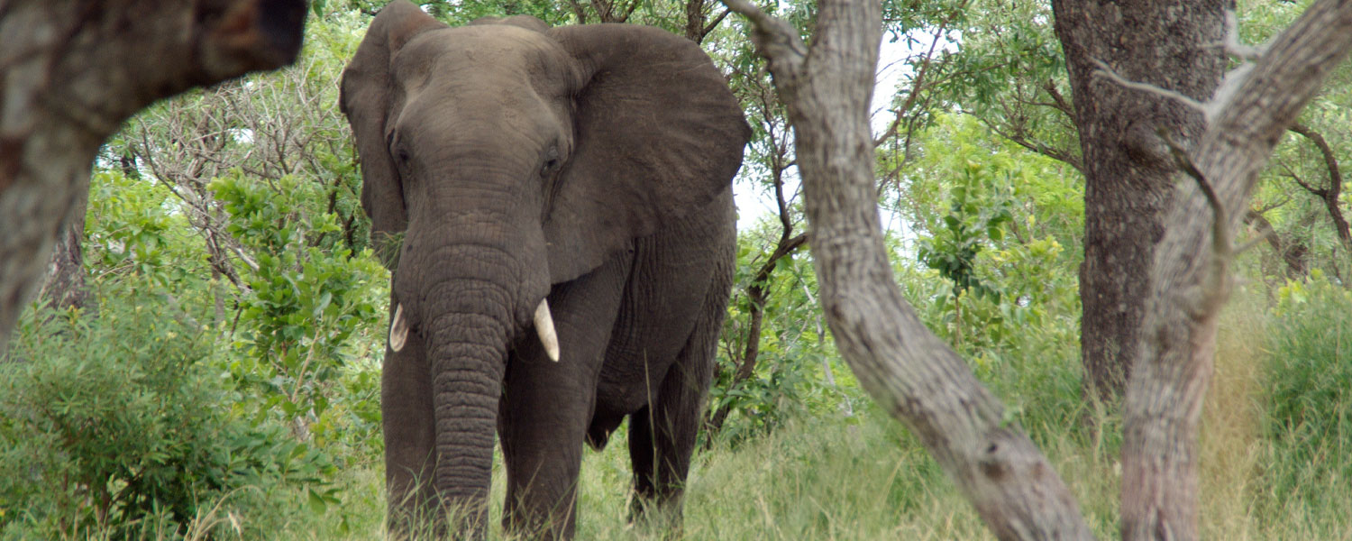 Kruger Park