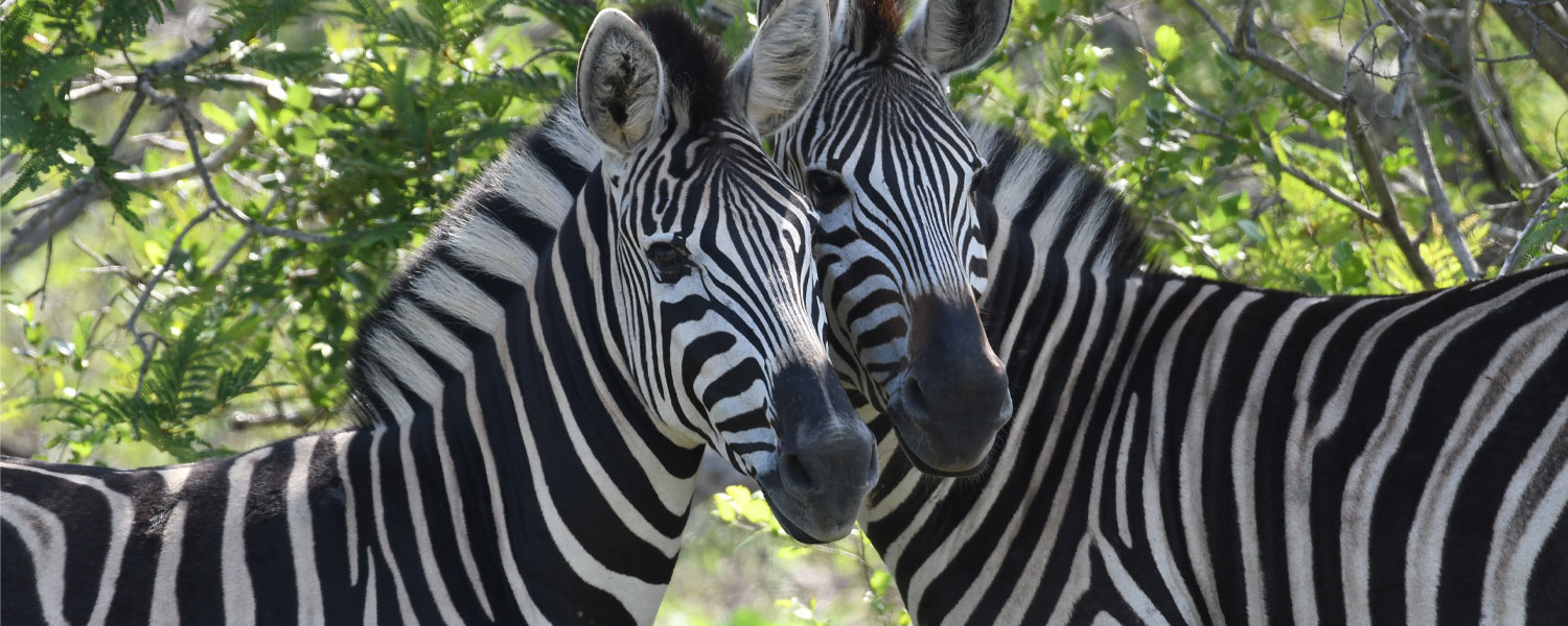 Kruger Park